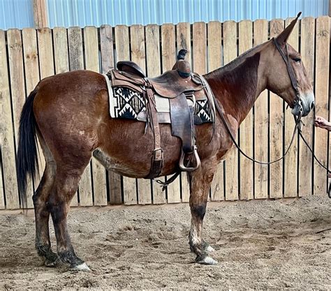 MULE .